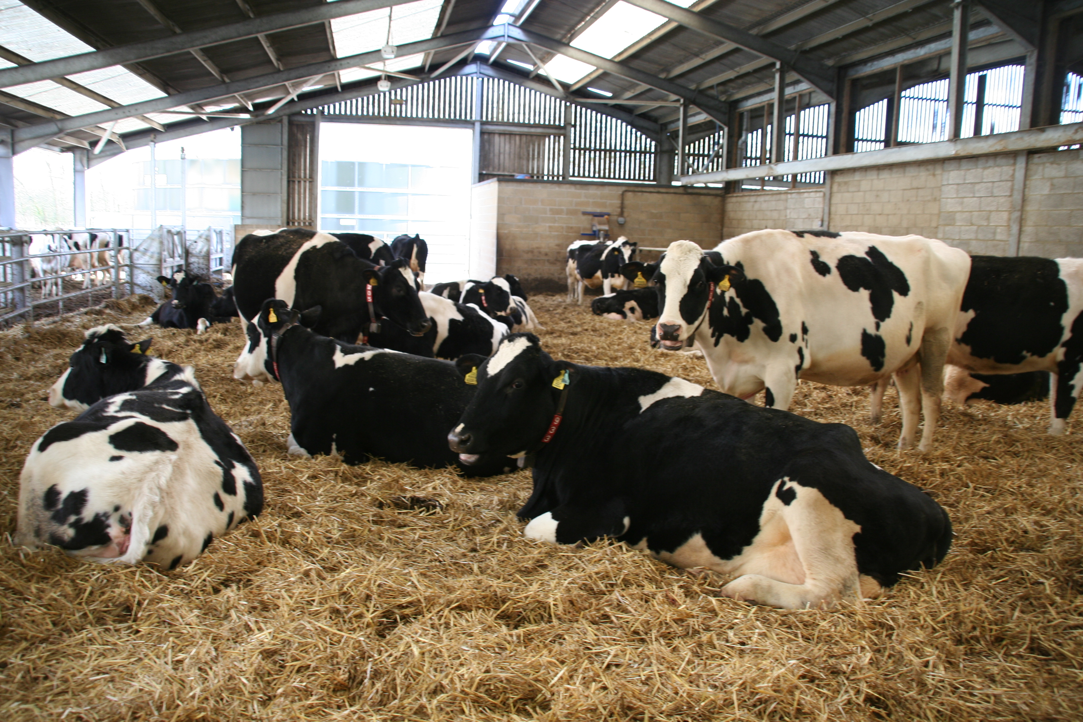 British Dairy Farming Does Size Matter