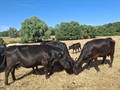 Cattle on James Runciman's farm