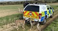 Police arresting hare coursers