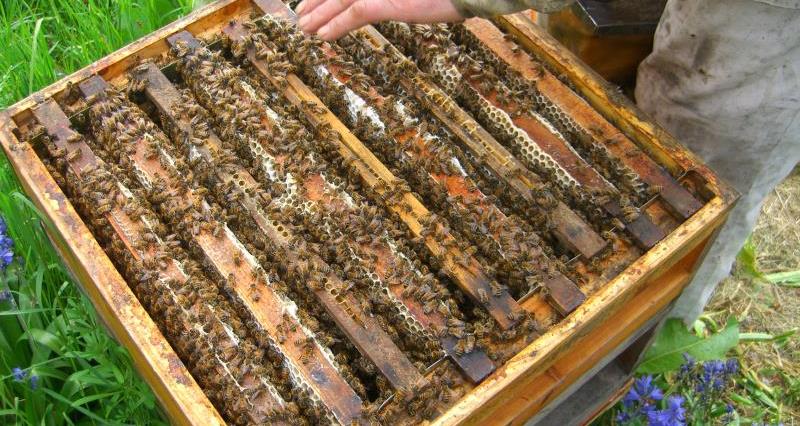Open bee hive_12548