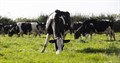 Hooks Farm Dairy, Borrowash, DerbyCredit: John Cottle / NFU9/10/2023