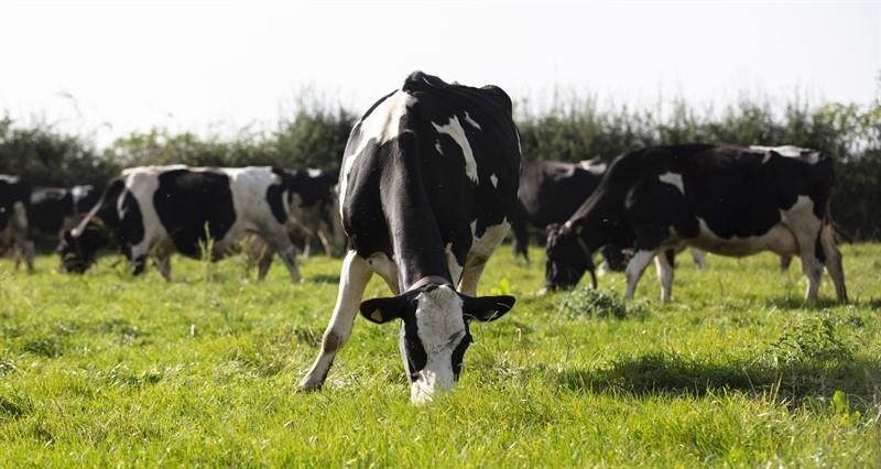 Cows in a field