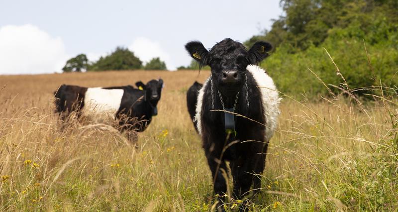 Revised abattoir support system – NFU submits response