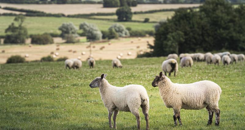 Am image of a field of sheep 