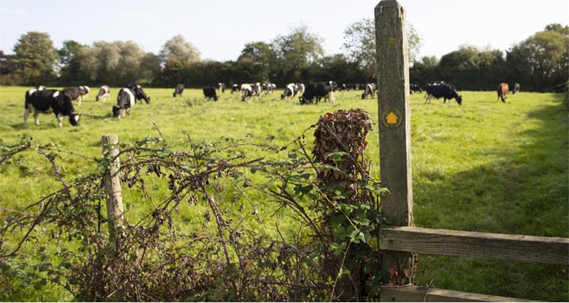 A fence with a stile at the edge of a field, with cows grazing in the background
