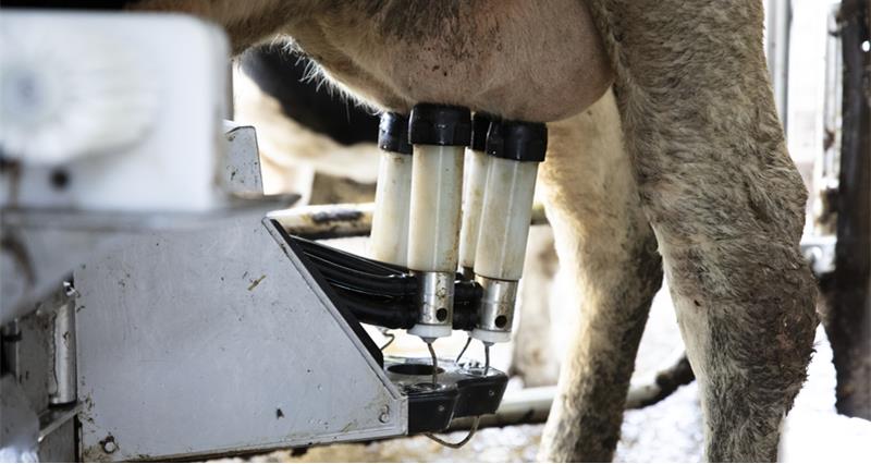 Robotic milking equipment attached to a cow's teets during the milking process.