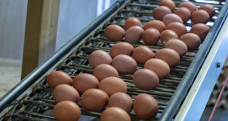 A photo of eggs being processed ready for packing.