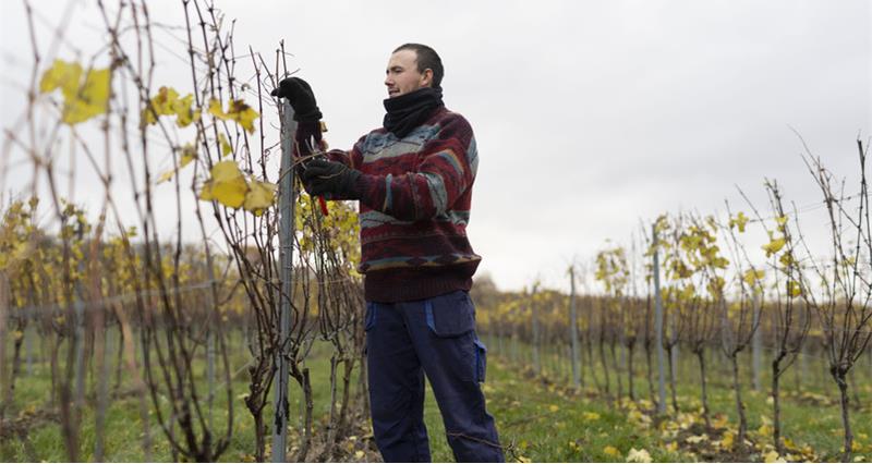 Apprentice cutting down plants from a vine