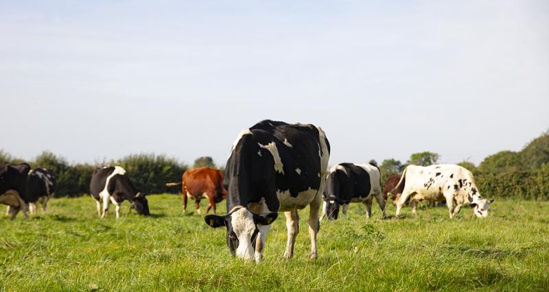 A herd of dairy cattle grazing in a field of lush grass
