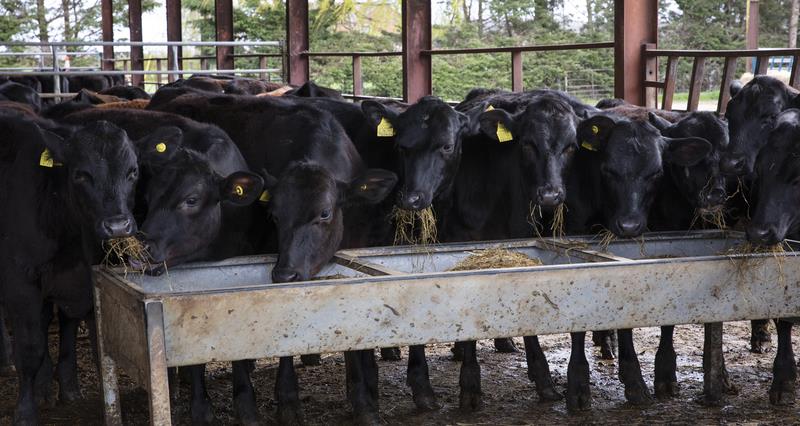 A picture of a group of black cows stood in a barn eating from a trough