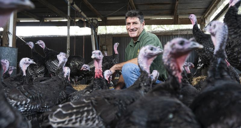 NFU Seasonal Poultry Group Chair Jonathan Smith poctured with his gaggle of Bronze turkeys