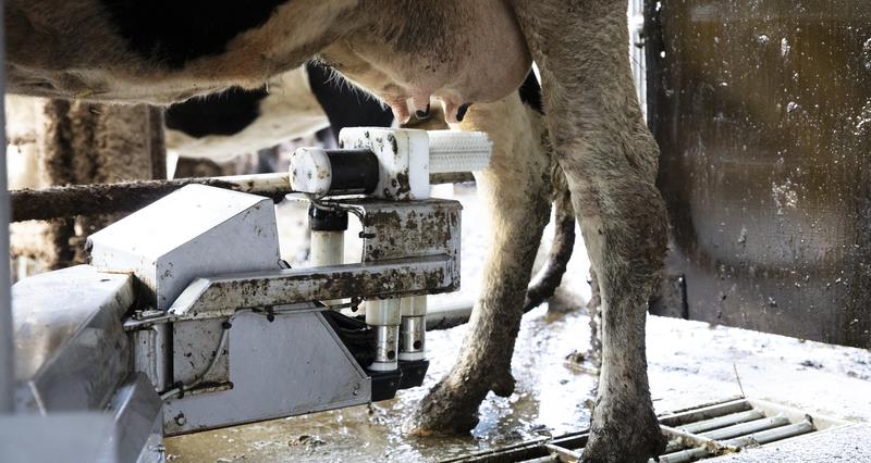 A photo of a cow fitted to a dairy parlour