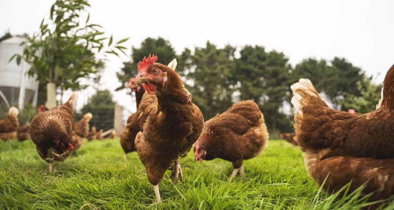Chickens