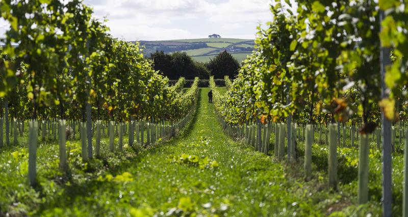 An image of a field with rows of vines growing, with rolling hills in the background. 