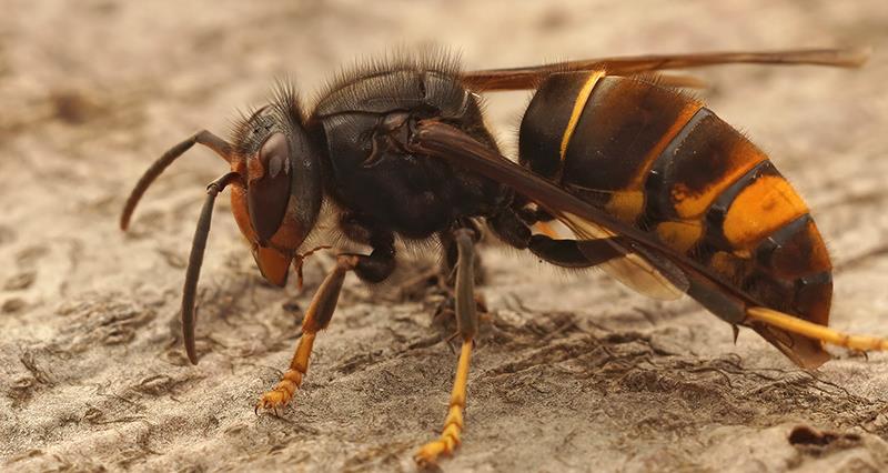 A closeup on a worker Asian long legged predatory hornet, Vespa velutina sitting on a piece of wood in Southern France