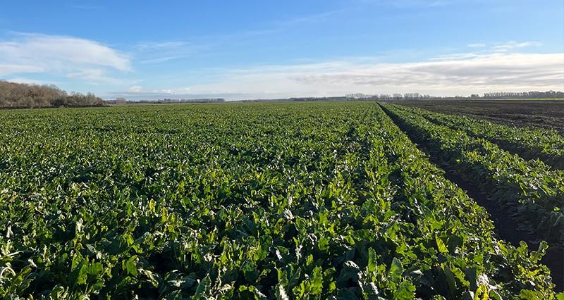 Sugar beet field at harvest time