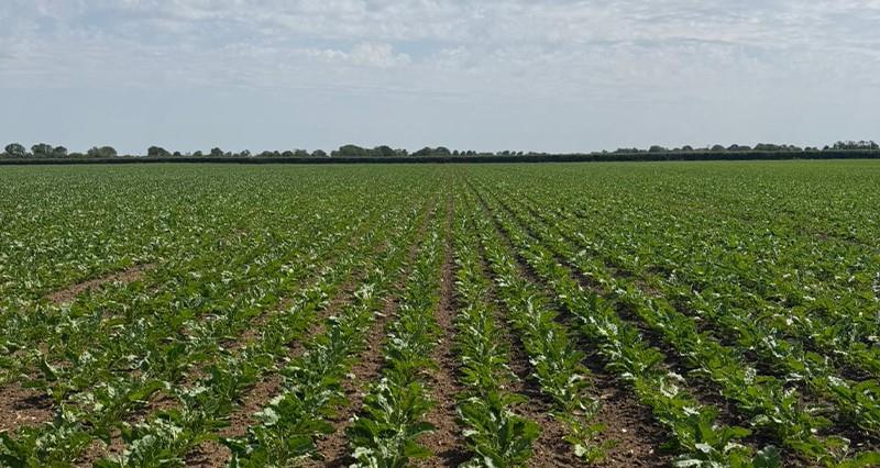 Industry secures emergency authorisation for aphid control