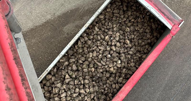 A lorry filled with sugar beet at Wissington Factory