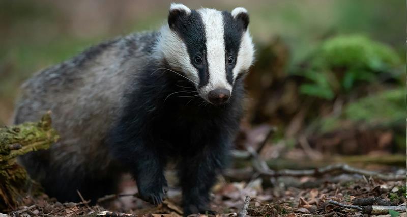 A badger in the woods