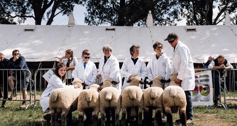 Sheep being judged at the Royal Bath & West Show