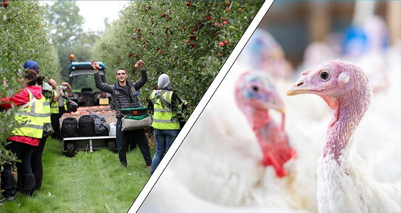 NFU helps secure Seasonal Worker Scheme visas for 2027