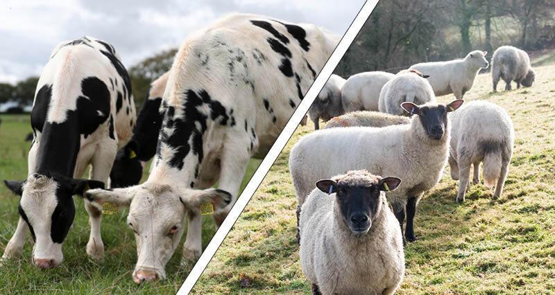 A duo of images showing cattle and sheep