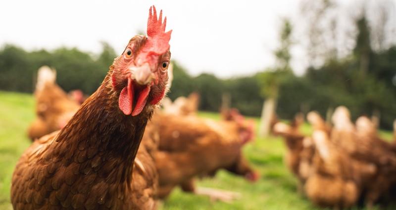 Chicken