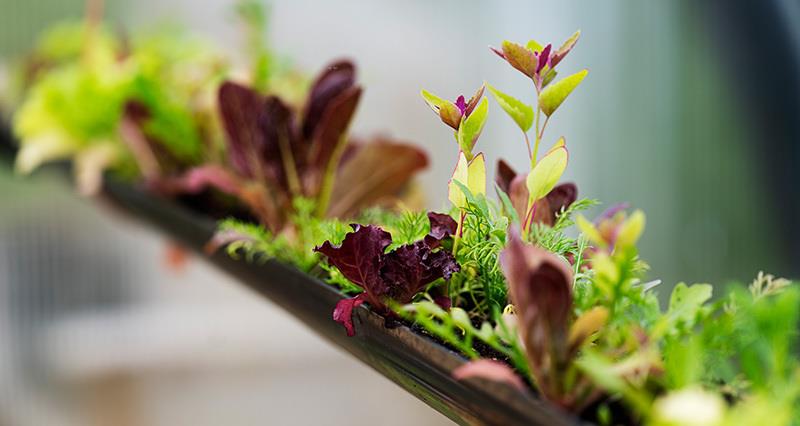 Salad leaves on a hanging container.