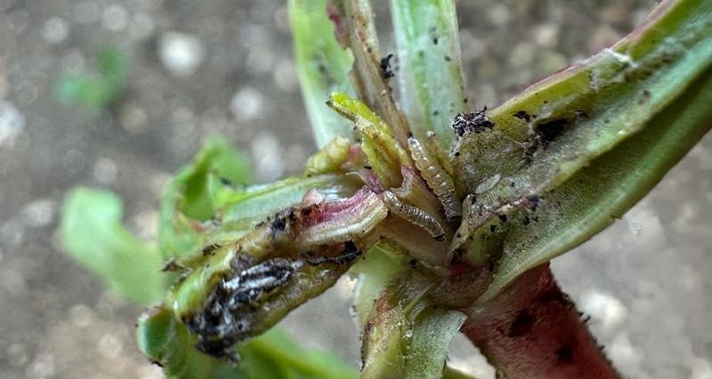 Emergency authorisation granted for beet moth control in 2026