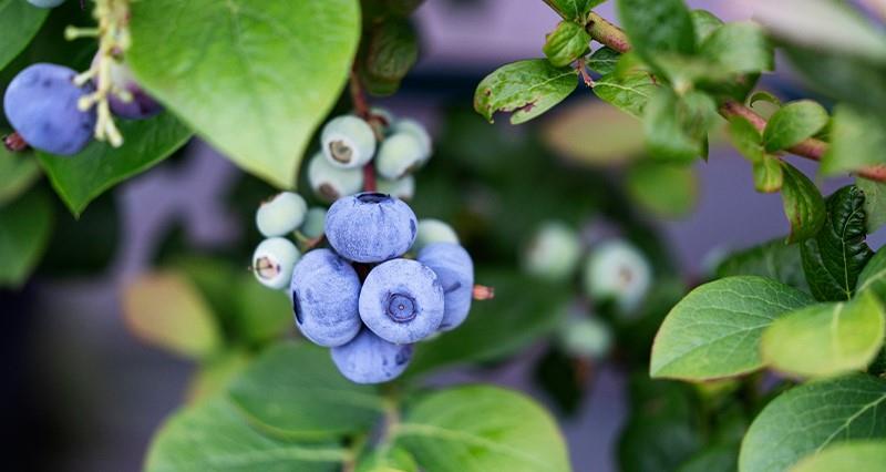 Horticulture sector growth plan – how the NFU is engaging with Defra