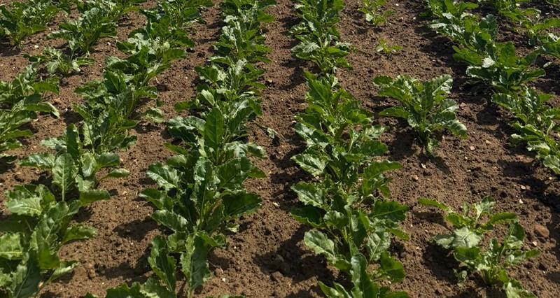 Young sugar beet