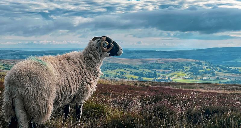 NFU responds to Efra Committee call for evidence on future of the uplands