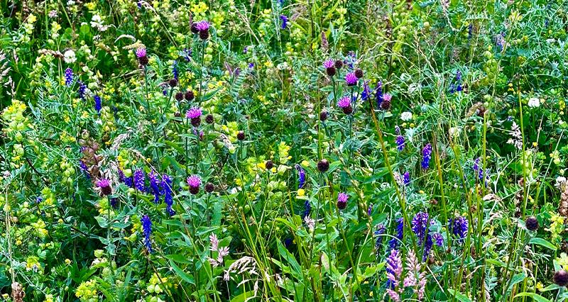 Species-rich grassland