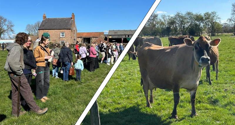 A montage of members of the public waiting in a field and a picture of a herd of Jersey cows.