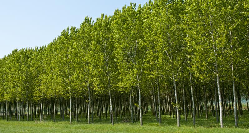 Poplar trees being used to improve biodiversity and as a crop