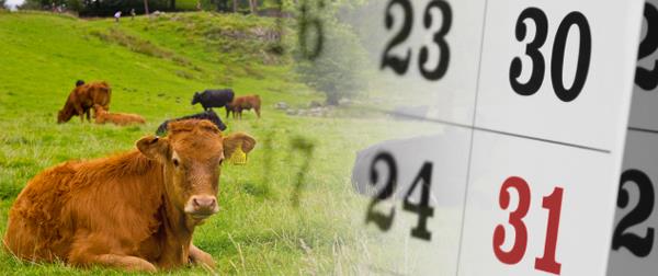 calendar and cattle banner_30800
