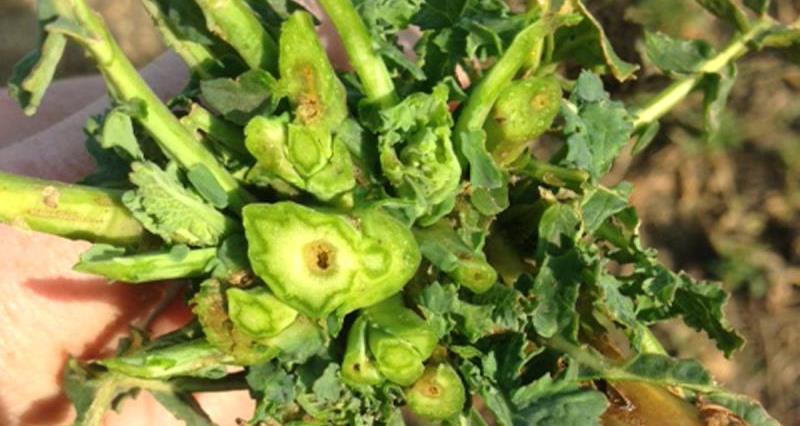 cabbage stem flea beetle damage, crop_35087