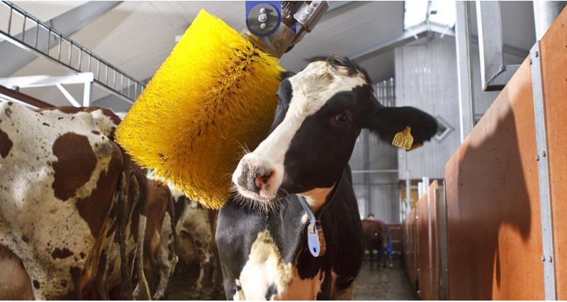 cow brush, dairy, web crop_45716
