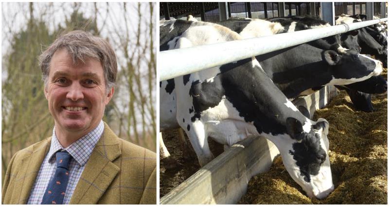john torrance dairy farmer, essex, holstein cows_46004