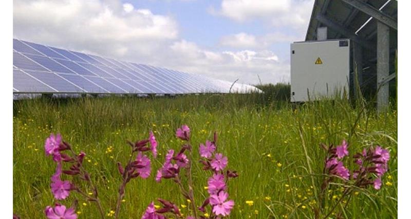 solar farm and wildflowers_40539