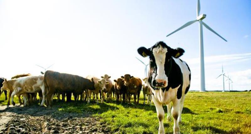 Dairy cow in a field in front of a windmill