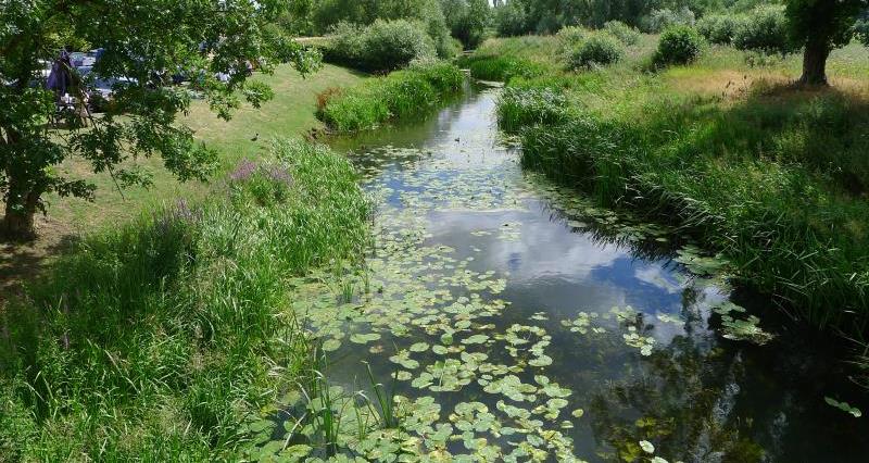 An image of a river surrounded by green plants, trees and grasses