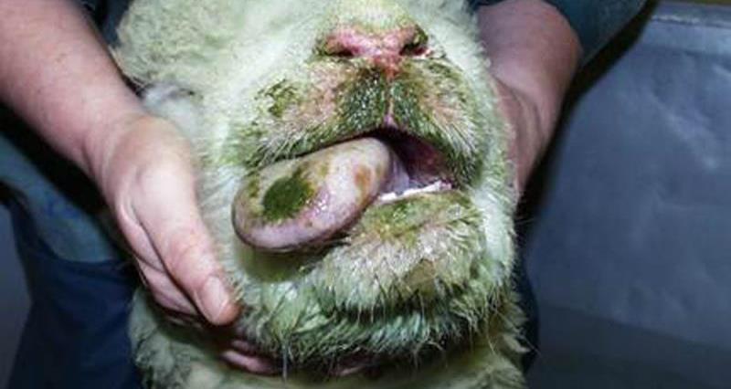 Signs of bluetongue