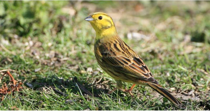 A picture of a yellowhammer