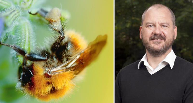chris hartfield and pollinators image, bee on flower, agri-environment, blog_35214