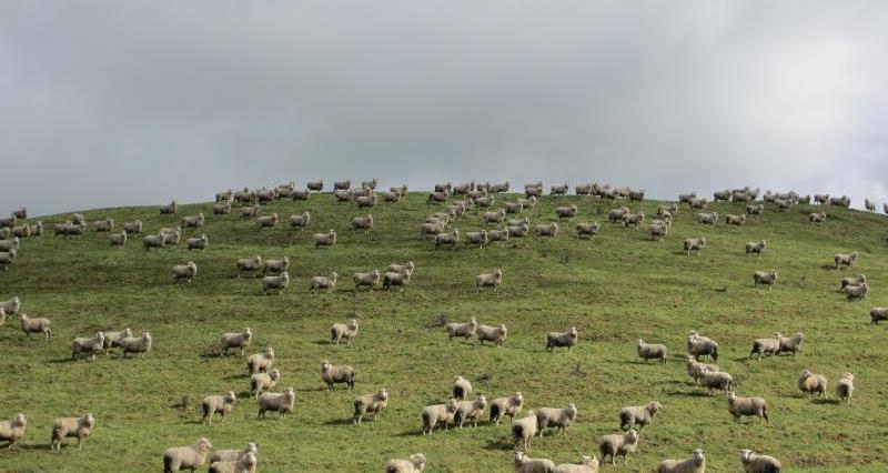 New Zealand sheep study trip 2013 - sheep on hillside_18187