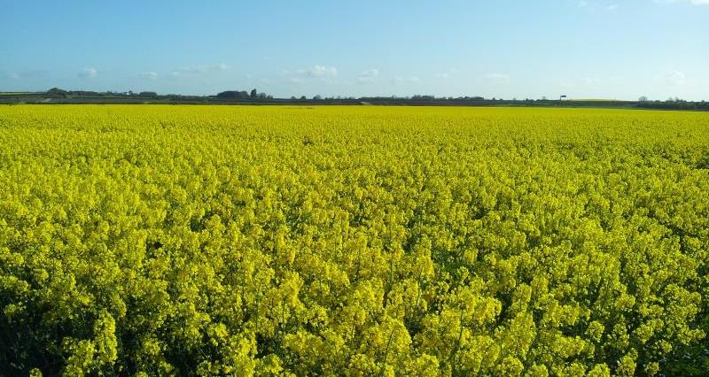 Oilseed rape field, Peter Gadd, Nottinghamshire_22463