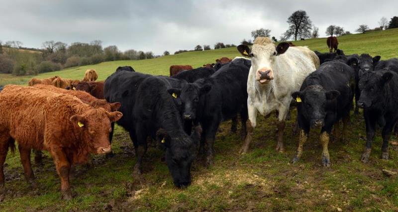 Gloucestershire beef farmer David Barton, TB Free England, bovine TB, blog_23952