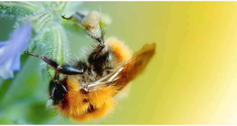 pollinators image, bee on flower, agri-environment_29080