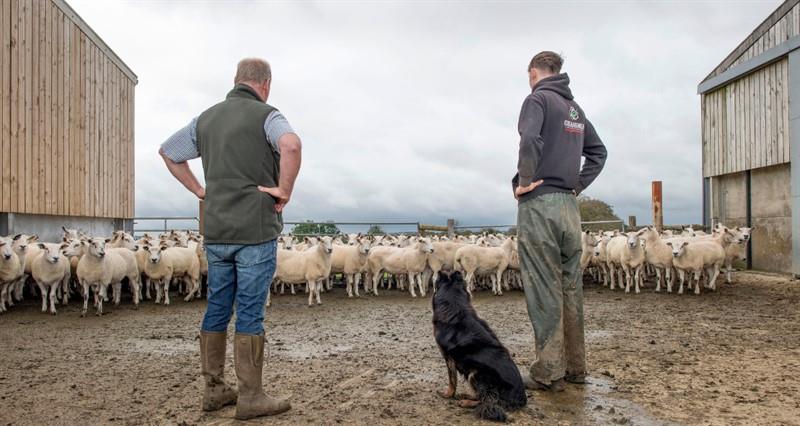 Mark is pictured with his son abd dog, standing with their backs to the camera looking at their flock of sheep. 
